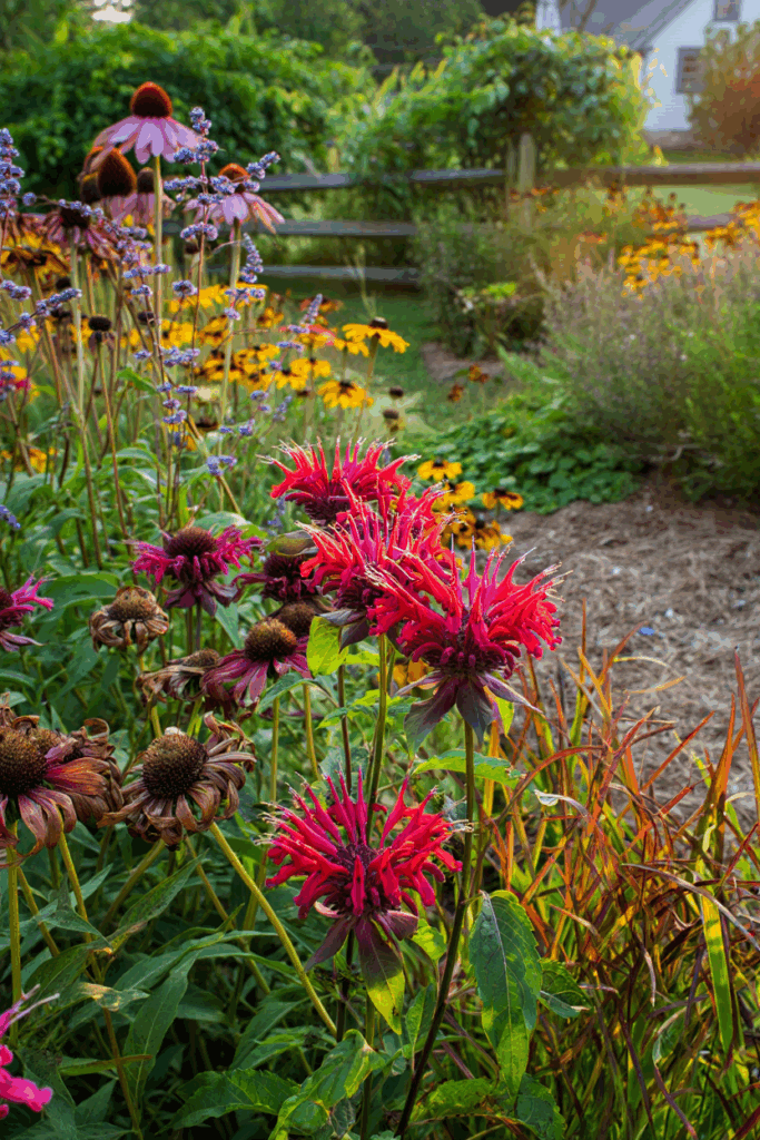 15 Flowers You Shouldn’t Deadhead—Here’s Why It’s Better to Let Them Go to Seed 15