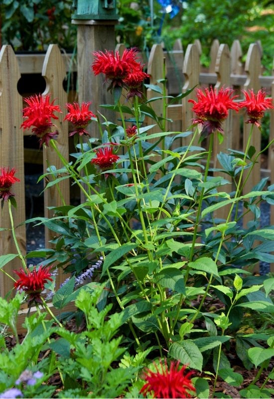 Bee Balm (Monarda didyma)