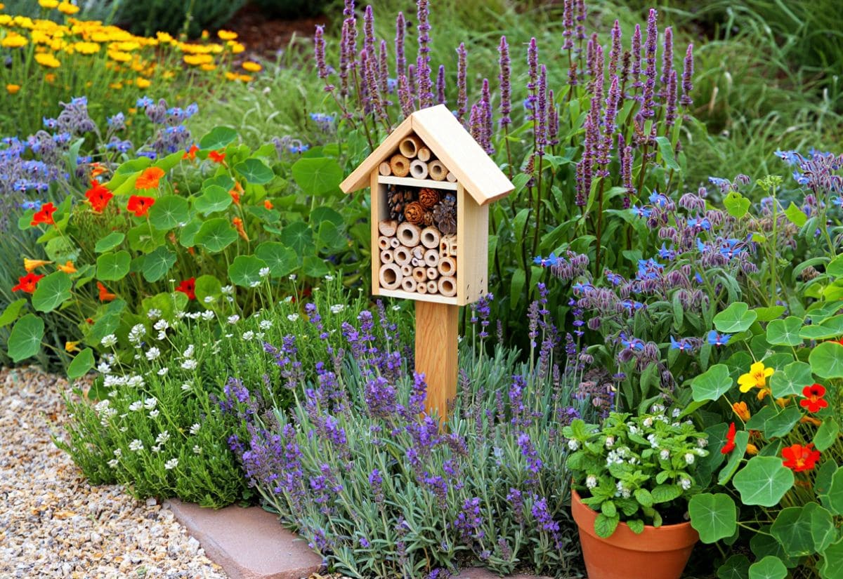 15 Bee-Friendly Flower That’ll Make Your Garden Buzz (Literally) 12