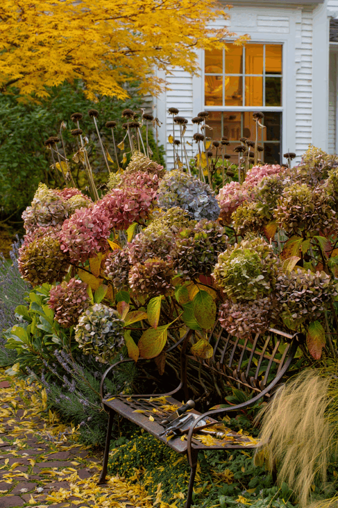 15 Flowers You Shouldn’t Deadhead—Here’s Why It’s Better to Let Them Go to Seed 3