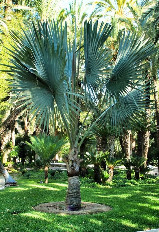 Bismarck Palm (Bismarckia nobilis)