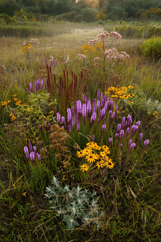 15 Flowers You Shouldn’t Deadhead—Here’s Why It’s Better to Let Them Go to Seed 5