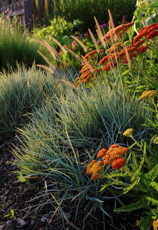 12 Great Combinations with Ornamental Grasses 2 12 Great Combinations with Ornamental Grasses 1
