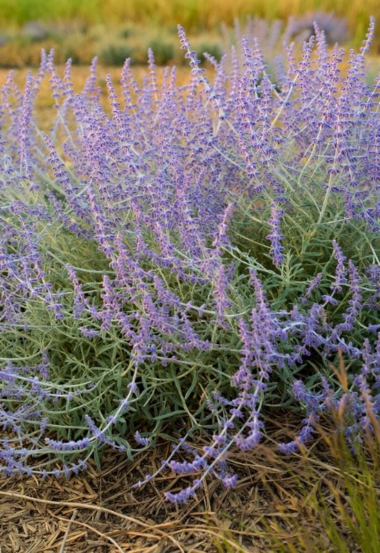 Blue Jelly Baby’ Russian Sage