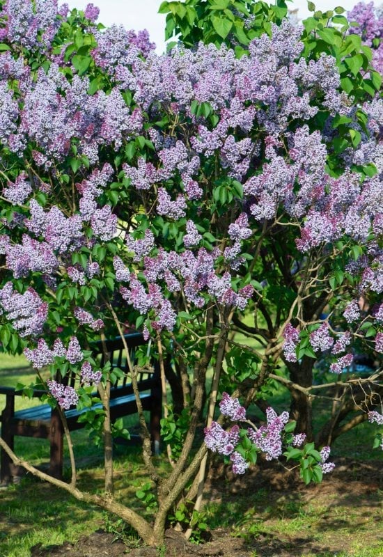 Blue Lilac (Syringa vulgaris)