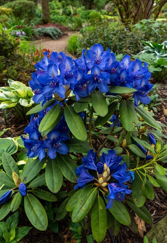 Blue Rhododendrons (Rhododendron spp.)