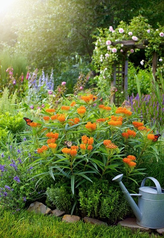 Butterfly Weed (Asclepias tuberosa)