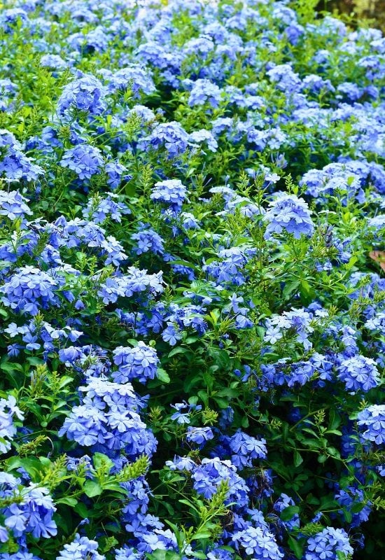 Cape Leadwort (Plumbago auriculata)