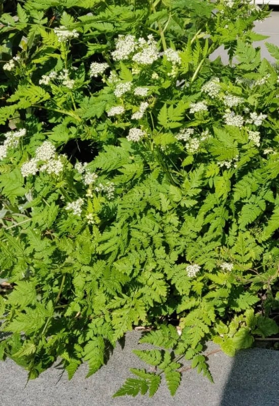 Chervil (Anthriscus cerefolium)