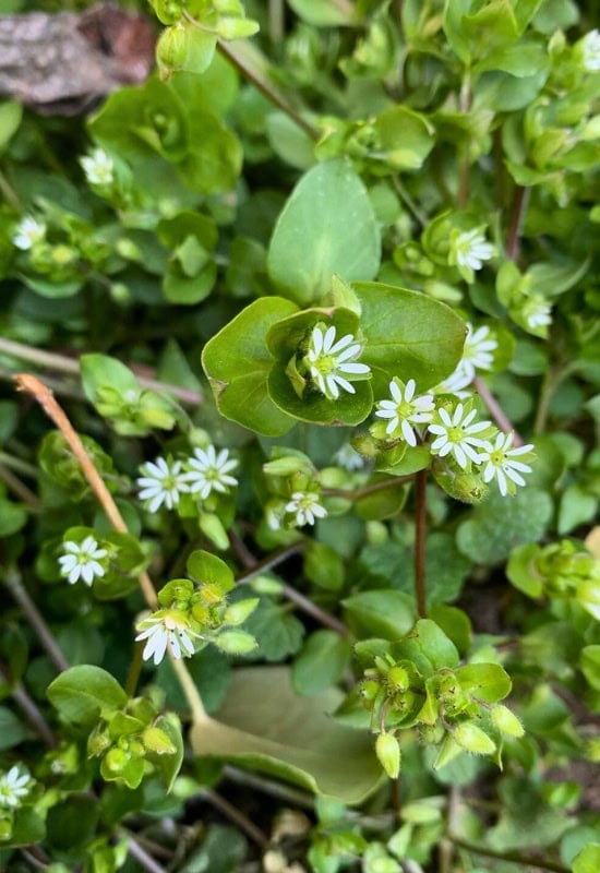 Chickweed (Stellaria media)
