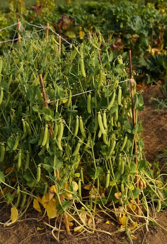 Clipping legumes plant