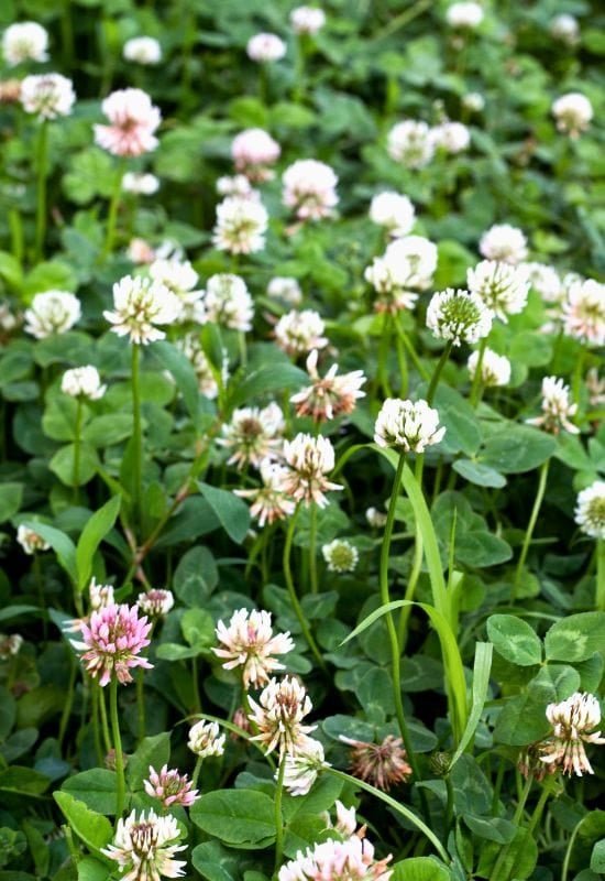 Clover (Trifolium repens)