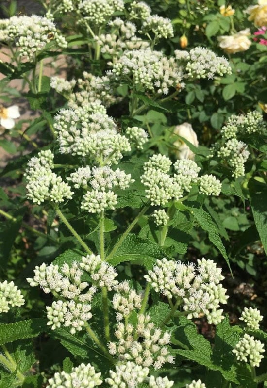 Common Boneset (Eupatorium perfoliatum)