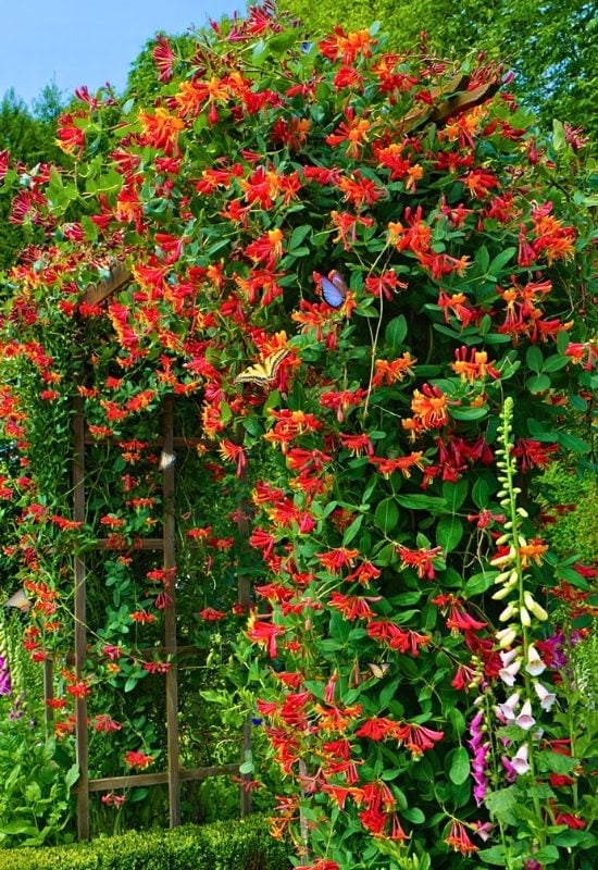 12 Native Climbers That Attract Butterflies Without Overrunning Your Garden 4 Coral Honeysuckle (Lonicera sempervirens)