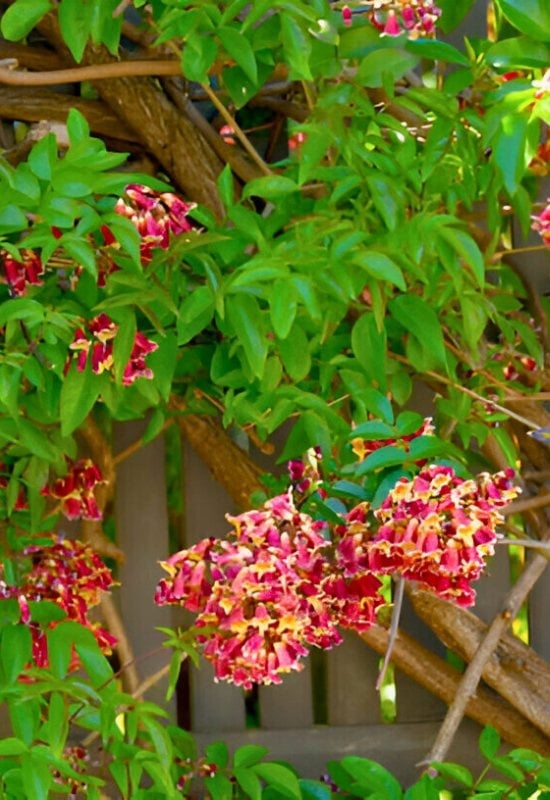 12 Native Climbers That Attract Butterflies Without Overrunning Your Garden 13 Crossvine (Bignonia capreolata)