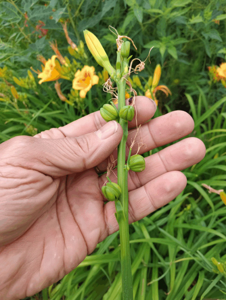 How to Get Your Daylilies to Bloom Again—Secrets to a Second (and Maybe Third!) Wave of Flowers 2