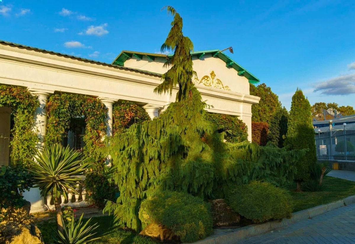 Different types of Cypress Varieties