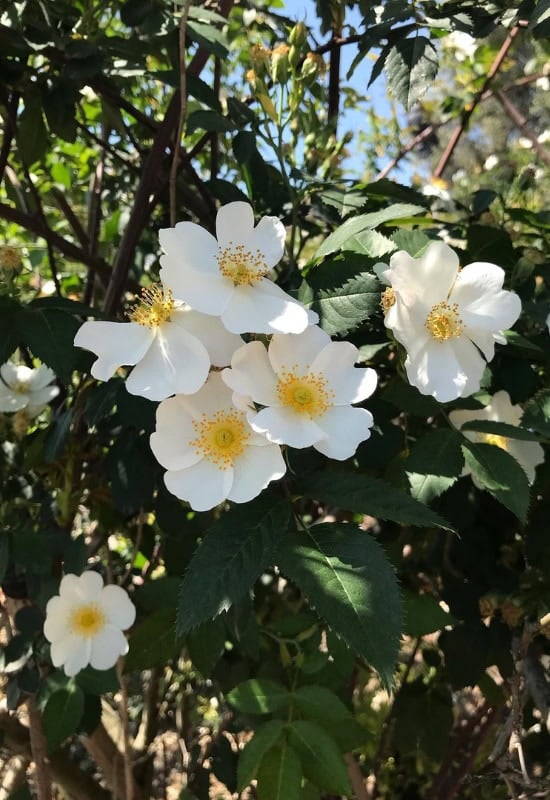 Dog Rose (Rosa canina)