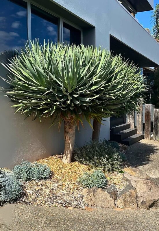 Dragon Tree (Dracaena draco)