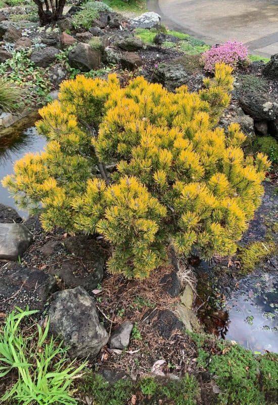 Dwarf Mountain Pine (Pinus mugo)