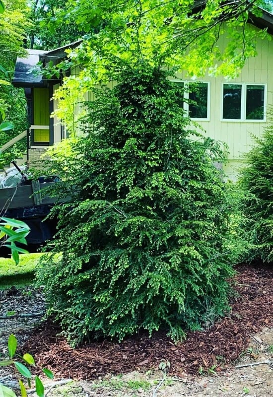 Eastern Hemlock (Tsuga canadensis)