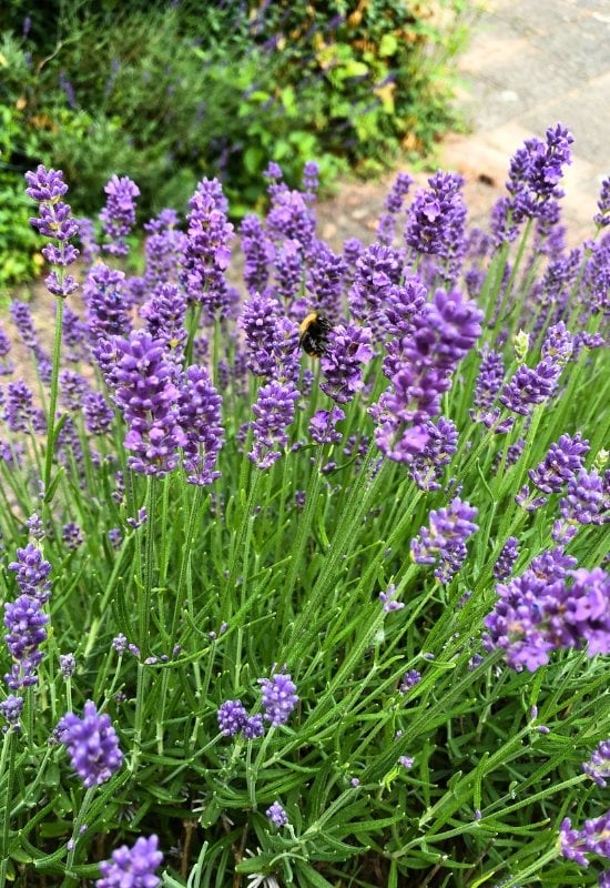 English Lavender (Lavandula angustifolia)