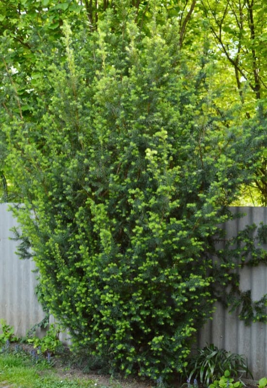 English Yew (Taxus baccata)
