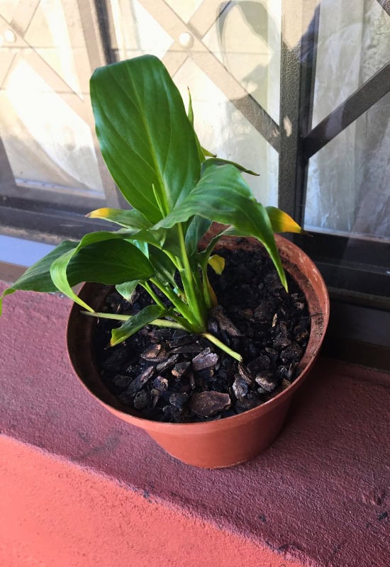 Extreme ShockStress in Peace Lily