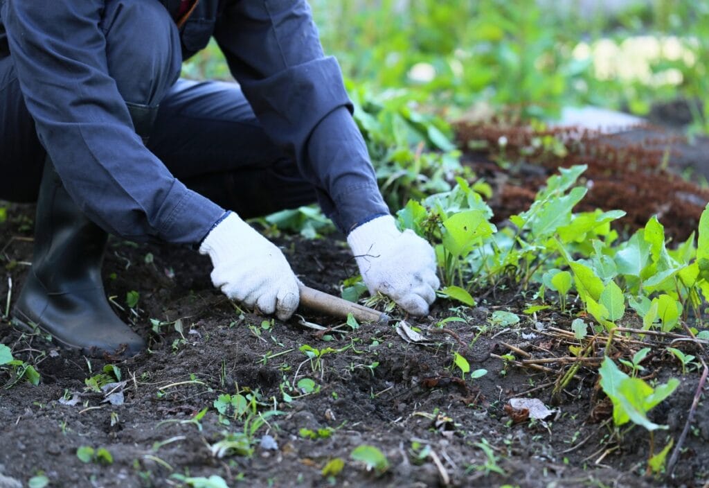 Fall Gardening Tasks