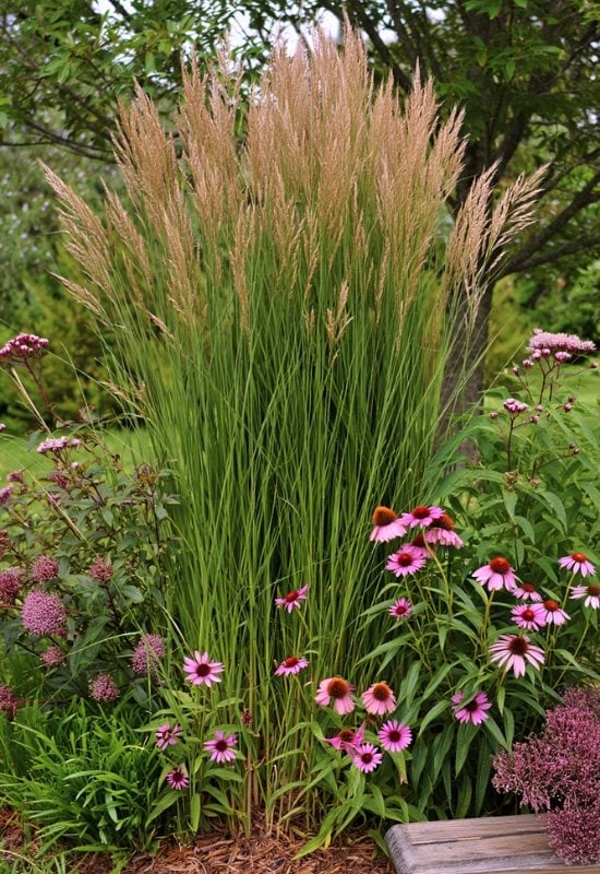 12 Great Combinations with Ornamental Grasses 3 Feather Reed Grass for a Romantic Corner Ayaw from Curious Eyes
