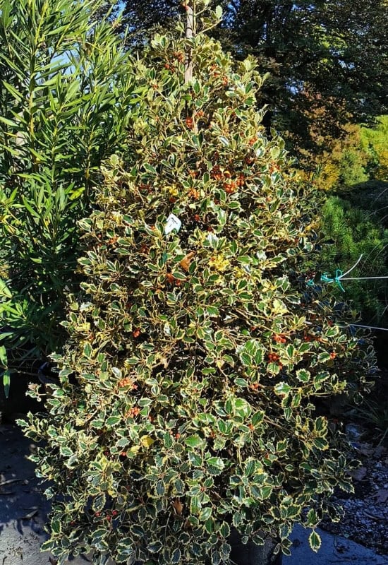 Ferox Argentea’ English Holly (Ilex aquifolium ‘Ferox Argentea’)