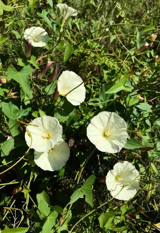 Field Bindweed (Convolvulus arvensis)