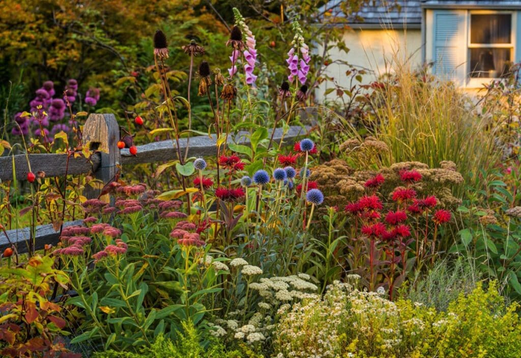 Flowers You Shouldn’t Deadhead