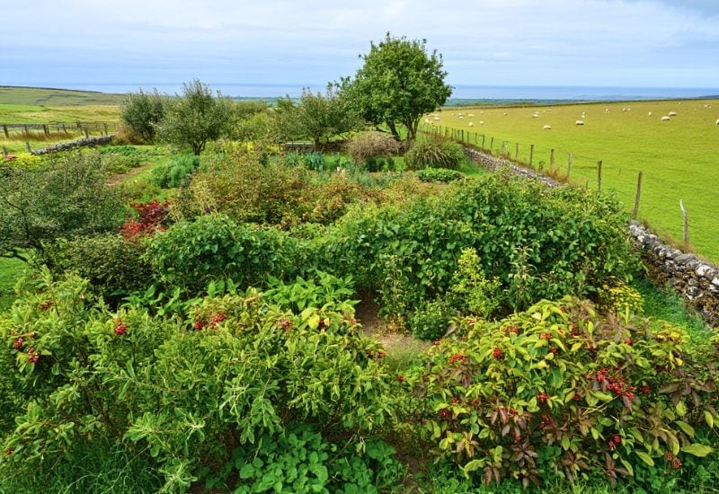 How to Layer a Food Forest and What to Plant in Each 1