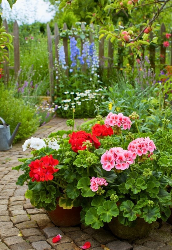 Geranium (Pelargonium spp.)