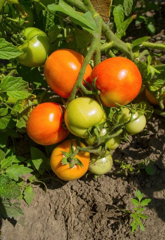 Get Your Last Round of New Summer Crops