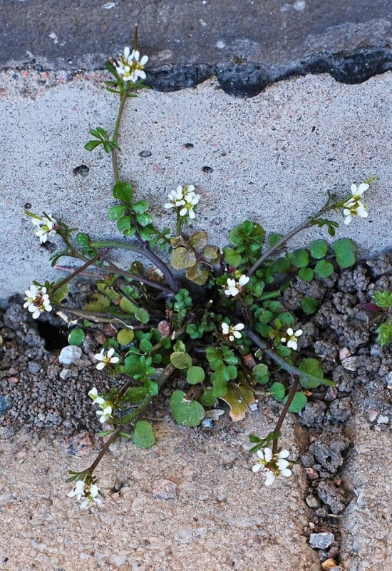Hairy Bitterset (Cardamine hirsuta)