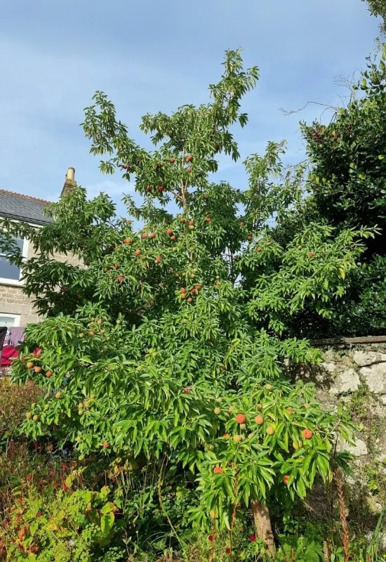 Himalayan Strawberry Tree (Cornus capitata)
