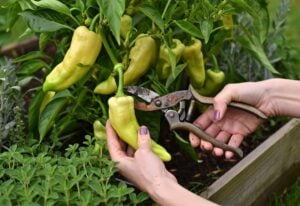 Signs Your Peppers Are Ripe and Ready to Be Harvested