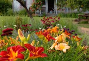 How to Get Your Daylilies to Bloom Again
