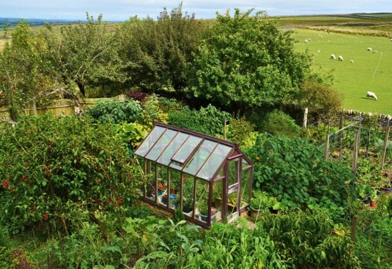 How to Layer a Food Forest and What to Plant in Each