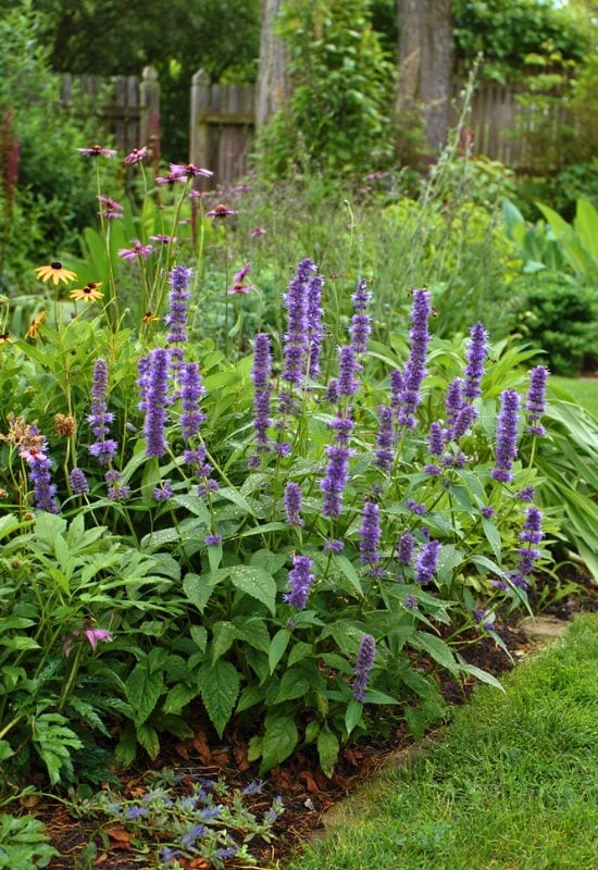 A hyper-realistic summer cottage garden border filled with blooming Agastache (hyssop), just like in the reference photo. Tall upright stems are topped with dense spikes of purple flowers, each made up of tightly packed, tiny tubular florets. The vibrant purple blooms contrast beautifully against the fresh green, serrated leaves that form a lush base around each plant.

The garden setting is informal and naturalistic, with Agastache forming a large swaying patch in full sun. Surrounding perennials like rudbeckia, echinacea, and bee balm are softly blurred in the background to keep the focus on the Agastache. The image captures the moment in warm, diffused golden morning light, enhancing the texture of the petals and the shimmer of the foliage.

A monarch butterfly hovers beside one of the purple spires, while a ruby-throated hummingbird feeds mid-air at another, drawn by the tubular blossoms. The background includes a few conifers and dappled shadows for contrast, while the foreground shows small companion plants like coral bells and ornamental grasses.

Hyssop, or Agastache (Agastache spp.)