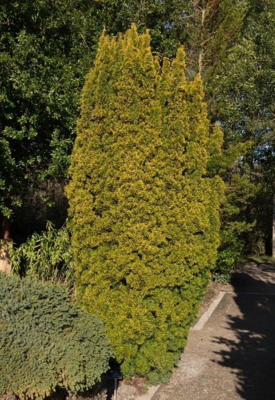 Irish Yew (Taxus baccata)