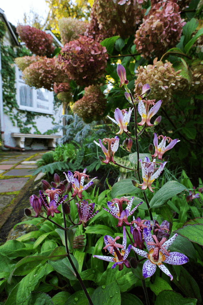 15 Perennials to Plant in September That Keep the Color Going Year on Year 8