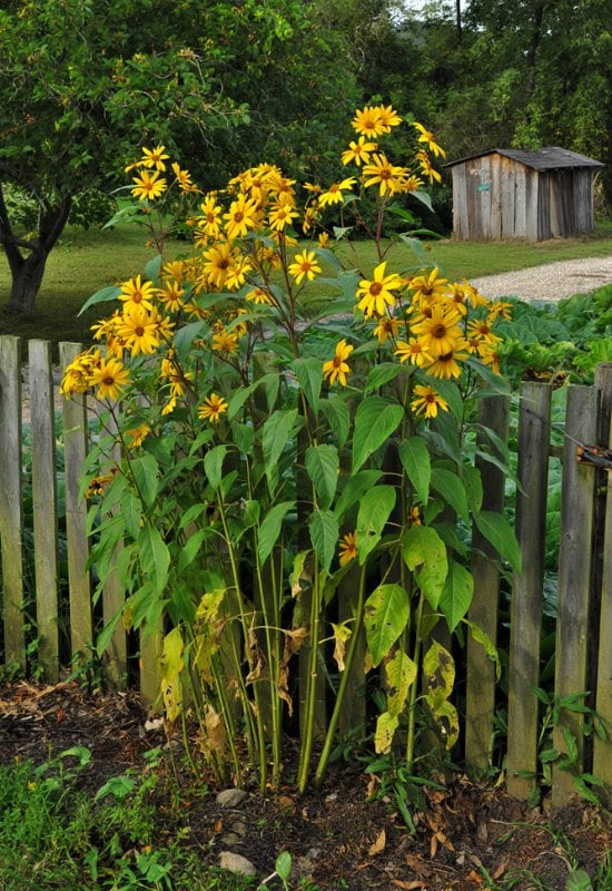 Jerusalem Artichoke (Helianthus tuberosus)
