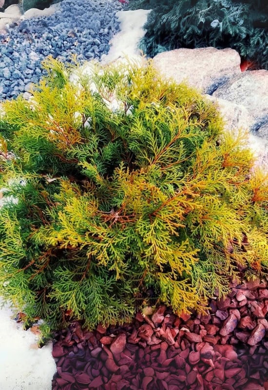 Kamara Chiba’ Hinoki Cypress (Chamaecyparis obtusa ‘Kamara Chiba’) i