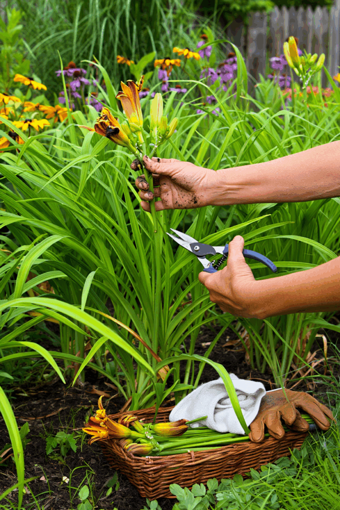 How to Get Your Daylilies to Bloom Again—Secrets to a Second (and Maybe Third!) Wave of Flowers 1