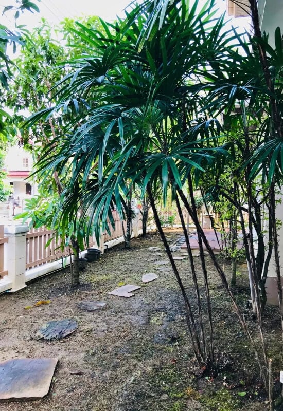 Lady Palm (Rhapis excelsa)