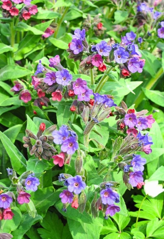 Lungwort (Pulmonaria officinalis)