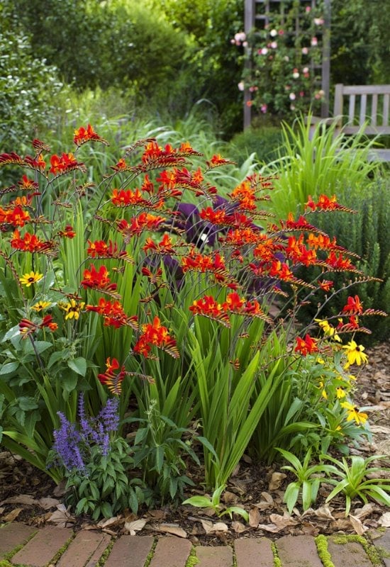 Montbretia (Crocosmia spp.)